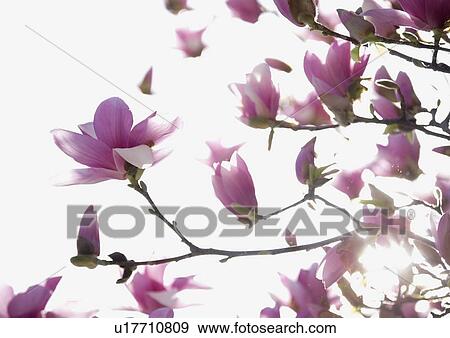 Stock Photo - Close up of spring flowers on tree. Fotosearch