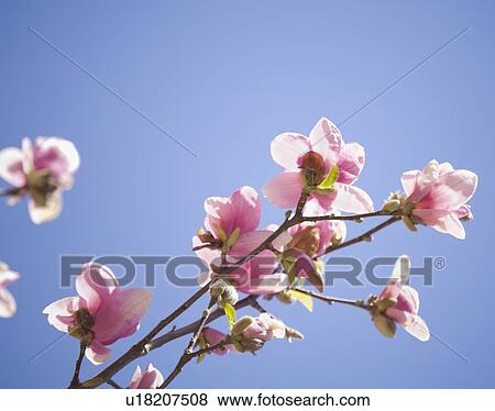 Stock Photo - Close up of spring flowers on tree. Fotosearch