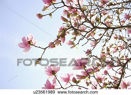 Close up of spring flowers on tree View Large Photo Image Stock Photo - Close up of spring flowers on tree. Fotosearch