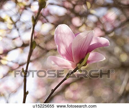 Stock Photography - Close up of spring flowers on tree. Fotosearch