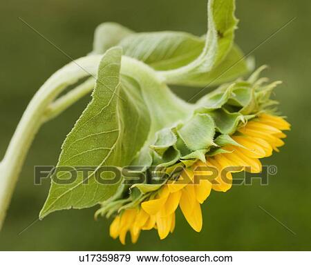 Close up of sunflower View Large Photo Image Stock Photo - Close up of sunflower. Fotosearch