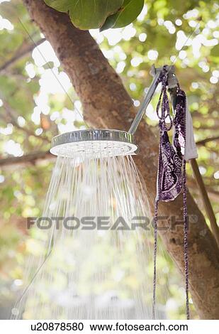 Close up of tree branch and leaves View Large Photo Image Stock Image - Close up of tree branch and leaves. Fotosearch