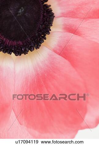 Close up of tropical flower View Large Photo Image Stock Photo - Close up of tropical flower. Fotosearch