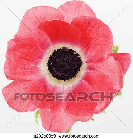 Close up of tropical flower View Large Photo Image Stock Photo - Close up of tropical flower. Fotosearch