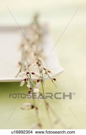 Close up of tropical flowers View Large Photo Image Picture - Close up of tropical flowers. Fotosearch