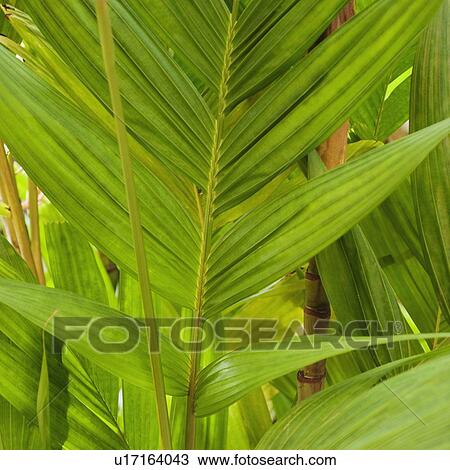 Close up of tropical leaf View Large Photo Image Stock Image - Close up of tropical leaf. Fotosearch