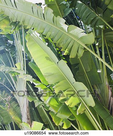Picture - Close up of tropical leaves. Fotosearch
