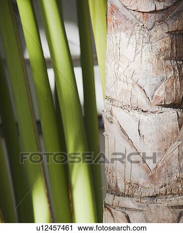 Close up of tropical leaves View Large Photo Image Stock Image - Close up of tropical leaves. Fotosearch
