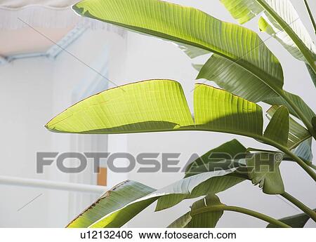 Close up of tropical leaves View Large Photo Image Stock Photograph - Close up of tropical leaves. Fotosearch