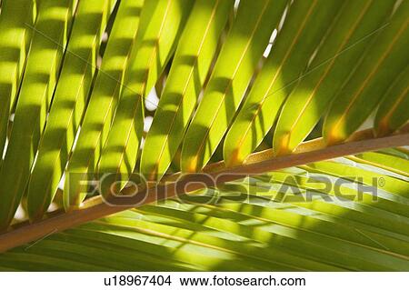 Picture - Close up of tropical palm frond. Fotosearch