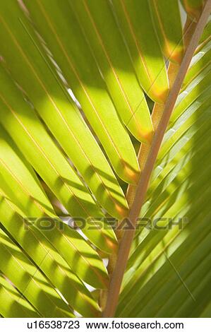 Close up of tropical palm frond View Large Photo Image Stock Image - Close up of tropical palm frond. Fotosearch