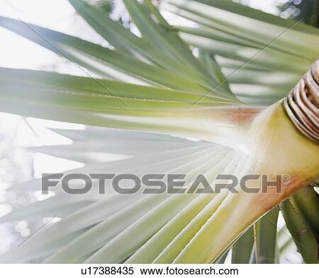 Close up of tropical plant and fruit View Large Photo Image Stock Photography - Close up of tropical plant and fruit. Fotosearch