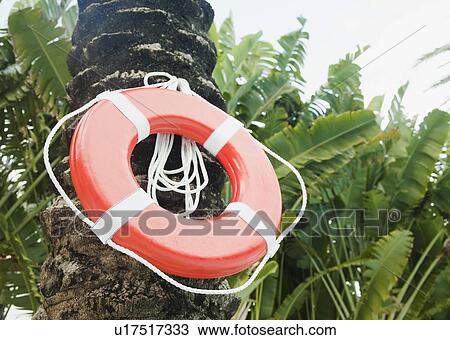 Close up of tropical plant View Large Photo Image Stock Image - Close up of tropical plant. Fotosearch