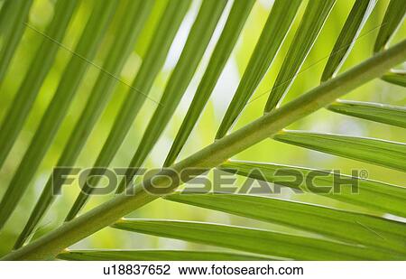 Stock Image - Close up of tropical plant. Fotosearch