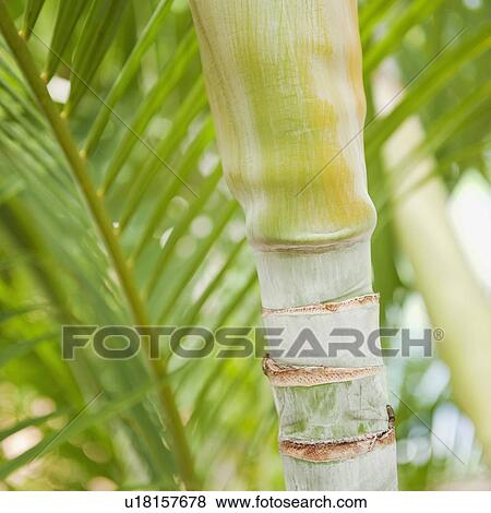 Stock Photo - Close up of tropical plant. Fotosearch