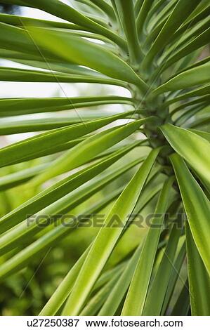 Close up of tropical plant View Large Photo Image Stock Photo - Close up of tropical plant. Fotosearch