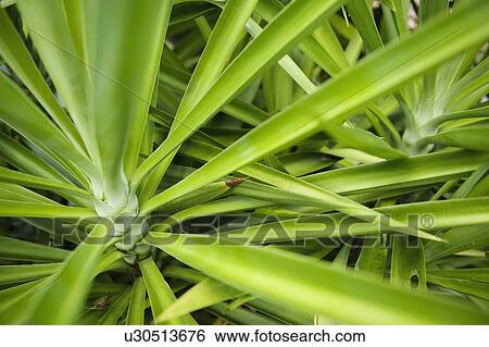 Stock Photograph - Close up of tropical plant. Fotosearch