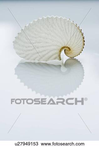 Close up of tropical shell View Large Photo Image Stock Image - Close up of tropical shell. Fotosearch