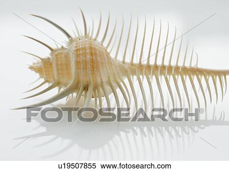 Stock Photography - Close up of tropical shell. Fotosearch