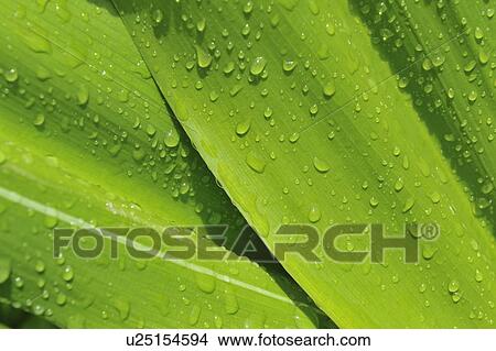 Close up of wet tropical leaf View Large Photo Image Picture - Close up of wet tropical leaf. Fotosearch