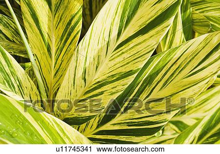 Close up of wet tropical leaf View Large Photo Image Stock Image - Close up of wet tropical leaf. Fotosearch
