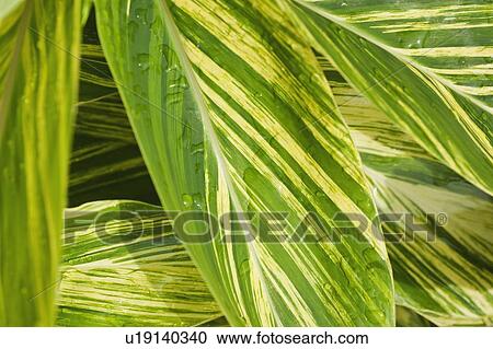 Stock Image - Close up of wet tropical leaf. Fotosearch