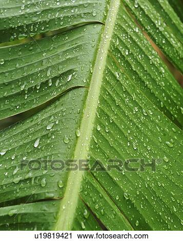 Stock Image - Close up of wet tropical leaf. Fotosearch