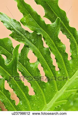 Stock Image - Close up of wet tropical leaf. Fotosearch