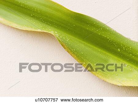 Stock Photo - Close up of wet tropical leaf. Fotosearch