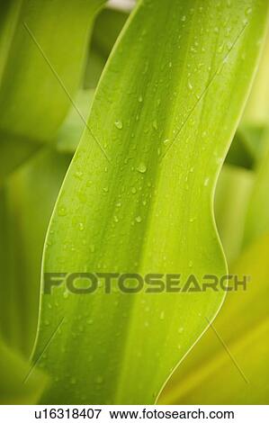 Stock Photo - Close up of wet tropical leaf. Fotosearch
