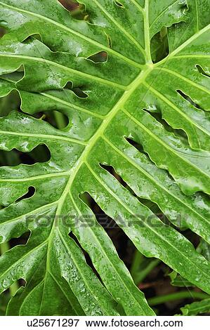 Close up of wet tropical leaf View Large Photo Image Stock Photo - Close up of wet tropical leaf. Fotosearch