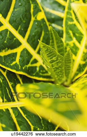Stock Photograph - Close up of wet tropical leaf. Fotosearch