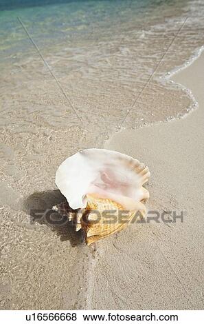 Conch shell on beach View Large Photo Image Stock Photo - Conch shell on beach. Fotosearch