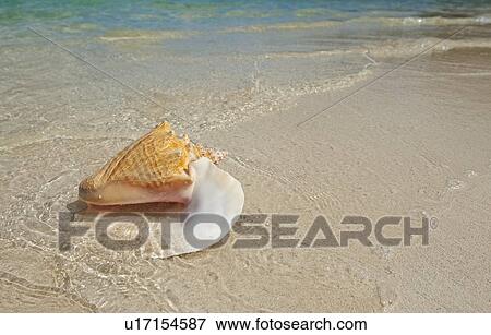 Conch shell on beach View Large Photo Image Stock Photo - Conch shell on beach. Fotosearch