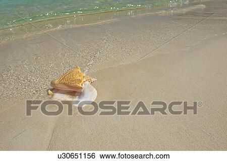 Conch shell on beach View Large Photo Image Stock Photograph - Conch shell on beach. Fotosearch