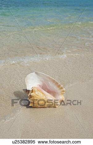 Conch shell on beach View Large Photo Image Stock Photography - Conch shell on beach. Fotosearch