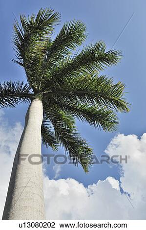 Cuban Cigar palm tree and blue sky View Large Photo Image Stock Image - Cuban Cigar palm tree and blue sky. Fotosearch