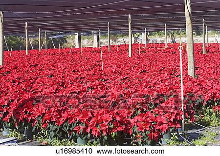 Flowers growing in greenhouse View Large Photo Image Stock Image - Flowers growing in greenhouse. Fotosearch