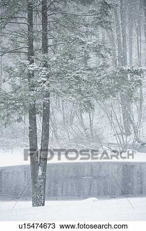 Forest and pond in winter View Large Photo Image Stock Image - Forest and pond in winter. Fotosearch