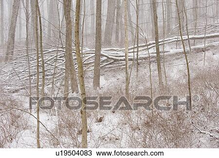 Forest in winter View Large Photo Image Stock Image - Forest in winter. Fotosearch