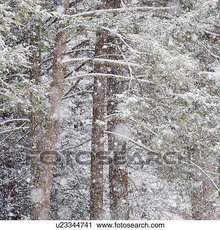 Stock Image - Forest in winter. Fotosearch