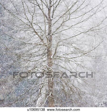 Stock Photo - Forest in winter. Fotosearch