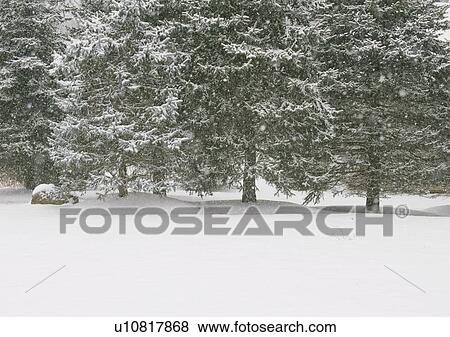 Stock Photo - Forest in winter. Fotosearch
