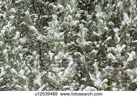 Stock Photo - Forest in winter. Fotosearch