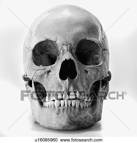 Human skull View Large Photo Image Stock Image - Human skull. Fotosearch