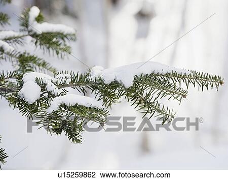 Icicles hanging from roof eaves View Large Photo Image Stock Image - Icicles hanging from roof eaves. Fotosearch