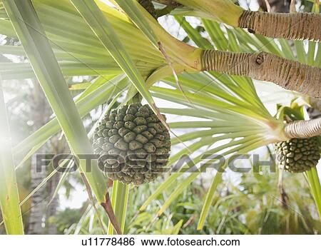 Stock Photograph - Low angle view of palm tree. Fotosearch
