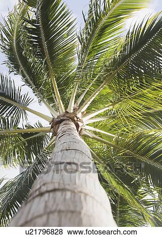 Low angle view of palm trees View Large Photo Image Stock Photo - Low angle view of palm trees. Fotosearch