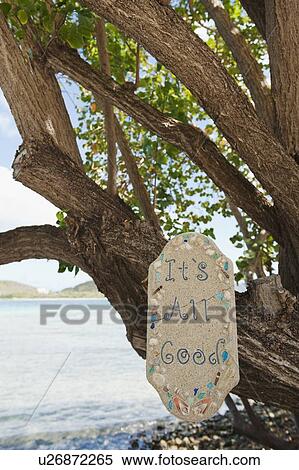 Optimistic sign on tropical tree View Large Photo Image Stock Photography - Optimistic sign on tropical tree. Fotosearch