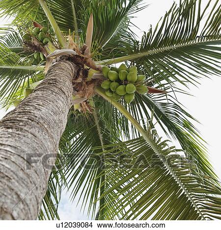 Palm tree and coconuts View Large Photo Image Picture - Palm tree and coconuts. Fotosearch